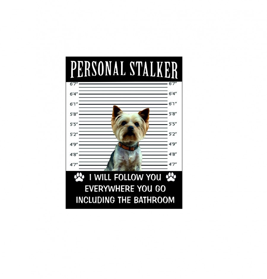 Yorkshire terrier dog personal stalker I will follow you everywhere including the bathroom