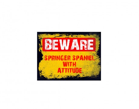 Beware springer spaniel with attitude