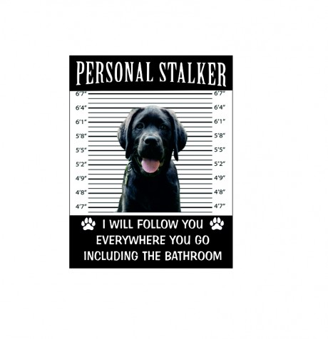 Labrador personal stalker I will follow you everywhere including the bathroom