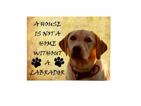 A house is not a home without a labrador