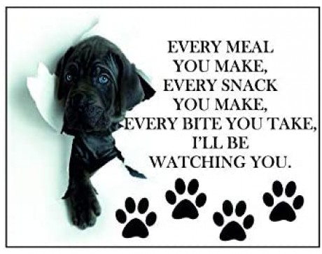 Every meal you make I'll be watching you cute dog