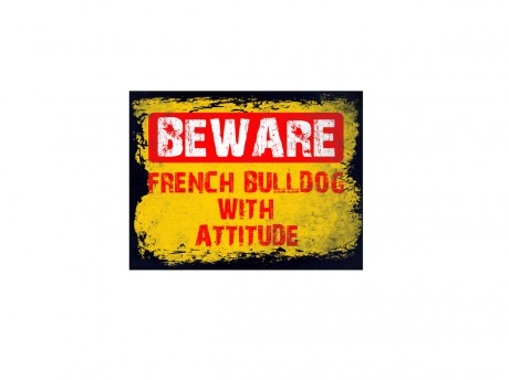Beware french bulldog with attitude