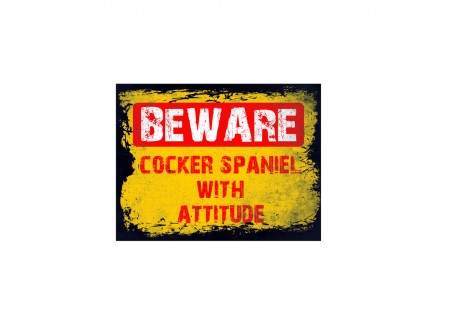 Beware cocker spaniel with attitude