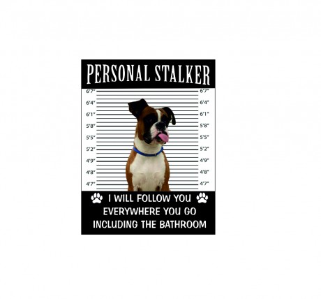 Boxer dog personal stalker I will follow you everywhere including the bathroom