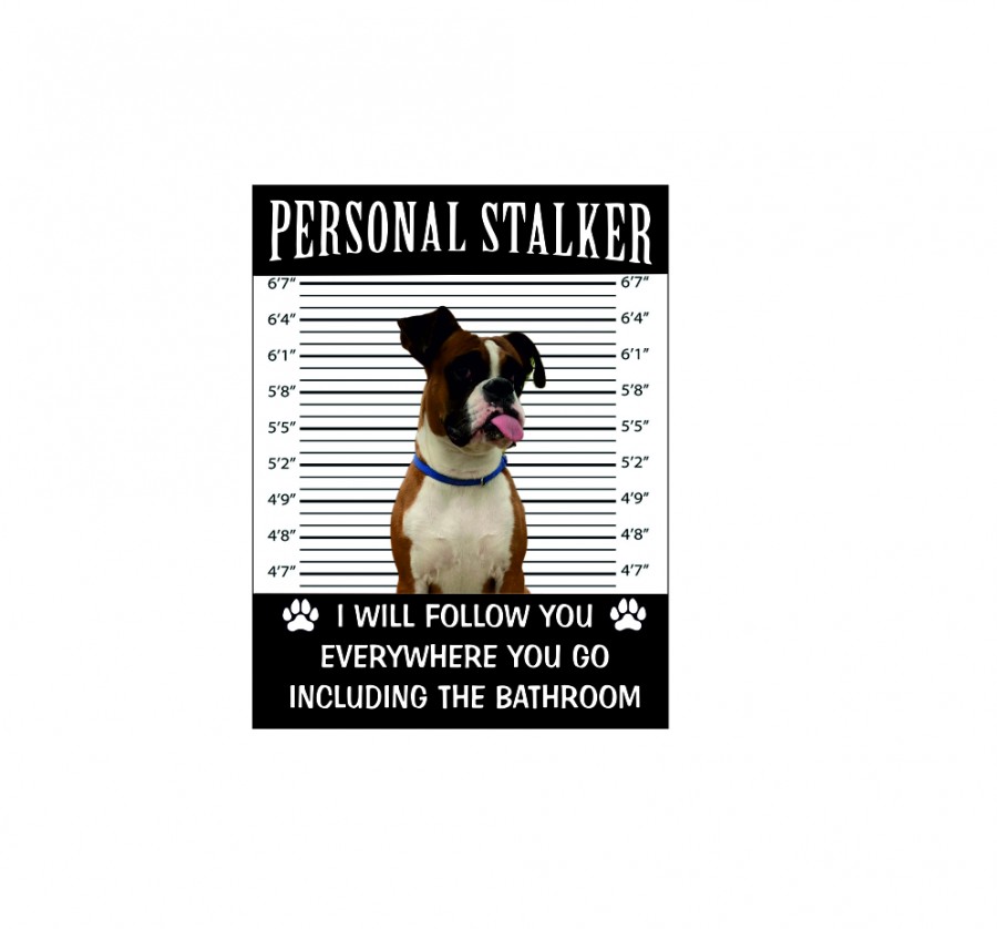 Boxer dog personal stalker I will follow you everywhere including the bathroom
