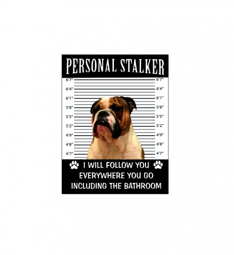 English bulldog dog personal stalker I will follow you everywhere including the bathroom