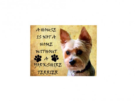 A house is not a home without a Yorkshire terrier