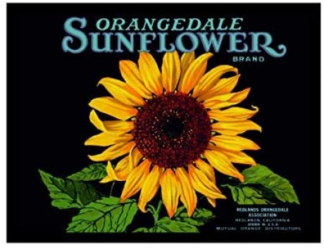 Orangedale sunflower