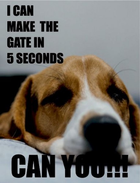 Beagle dog I can make the gate in 5 seconds can you