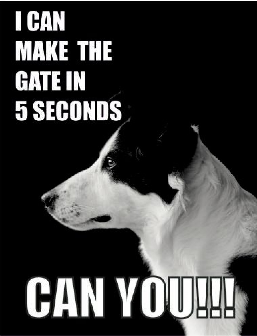 Border collie dog I can make the gate in 5 seconds can you