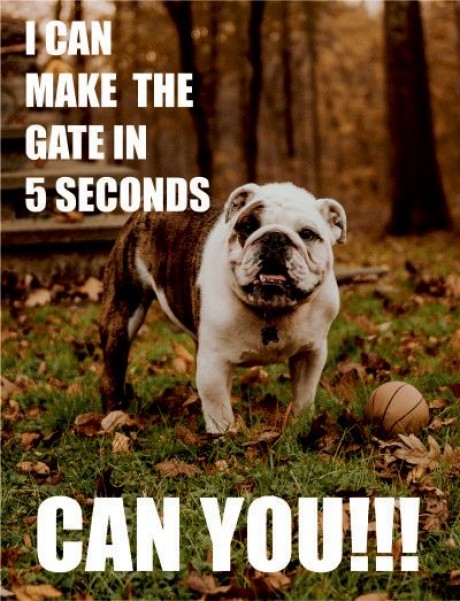 Bulldog dog I can make the gate in 5 seconds can you