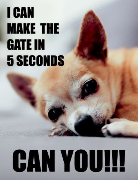 Chihuahua dog I can make the gate in 5 seconds can you