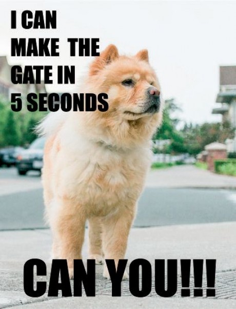 Chow Chow dog I can make the gate in 5 seconds can you