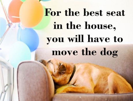 For the best seat in the house you will have to move the dog