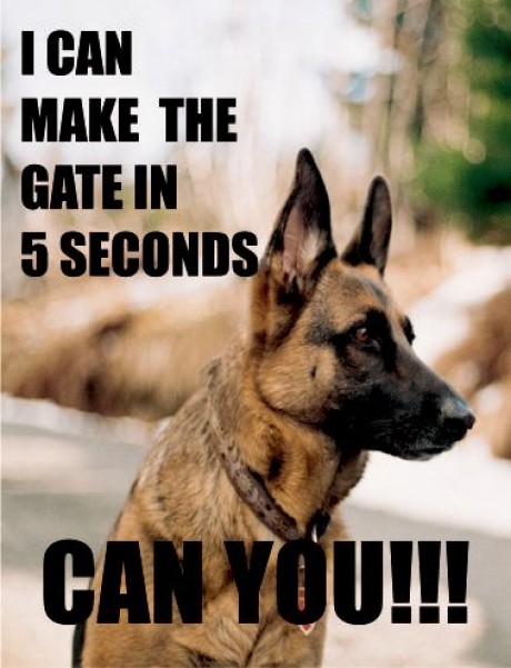 German shepherd I can make the gate in 5 seconds can you