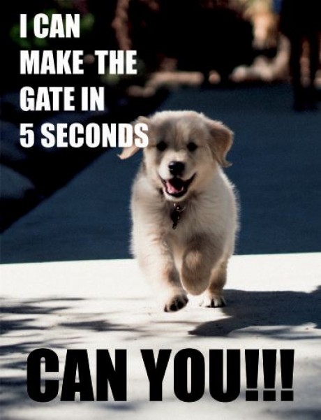 Golden retriever puppy dog I can make the gate in 5 seconds can you