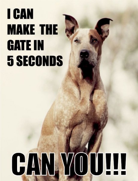 Great dane dog I can make the gate in 5 seconds can you