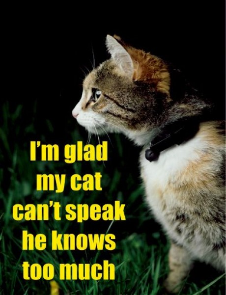 I'm glad my cat can't speak he knows too much