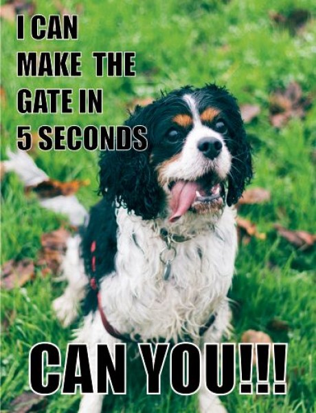 King charles spaniel dog I can make the gate in 5 seconds can you