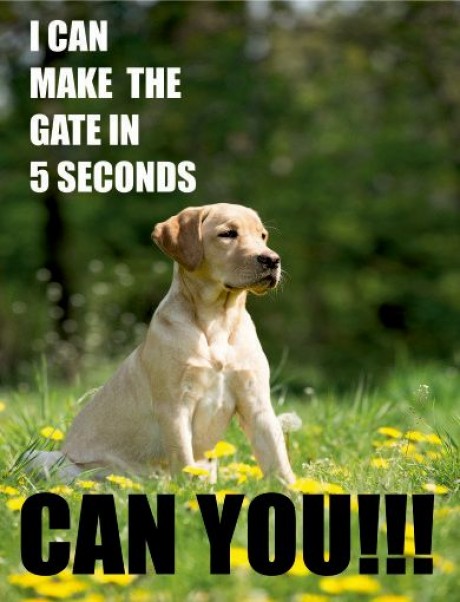 Labrador dog I can make the gate in 5 seconds can you