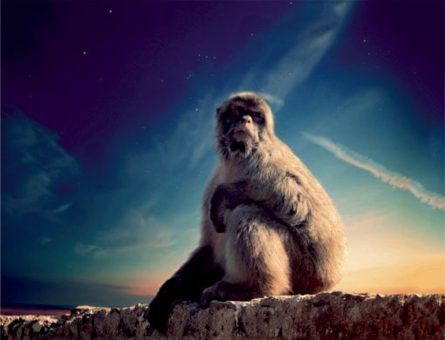 Monkey night scene
