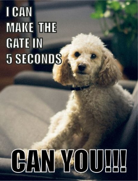 Poodle dog I can make the gate in 5 seconds can you