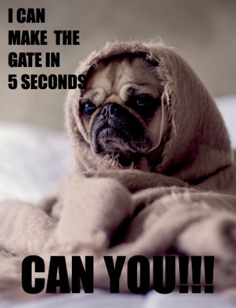 Pug dog I can make the gate in 5 seconds can you