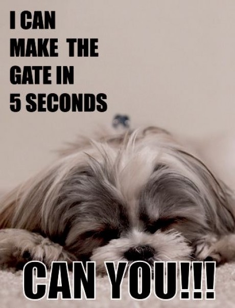 Shih tzu dog I can make the gate in 5 seconds can you