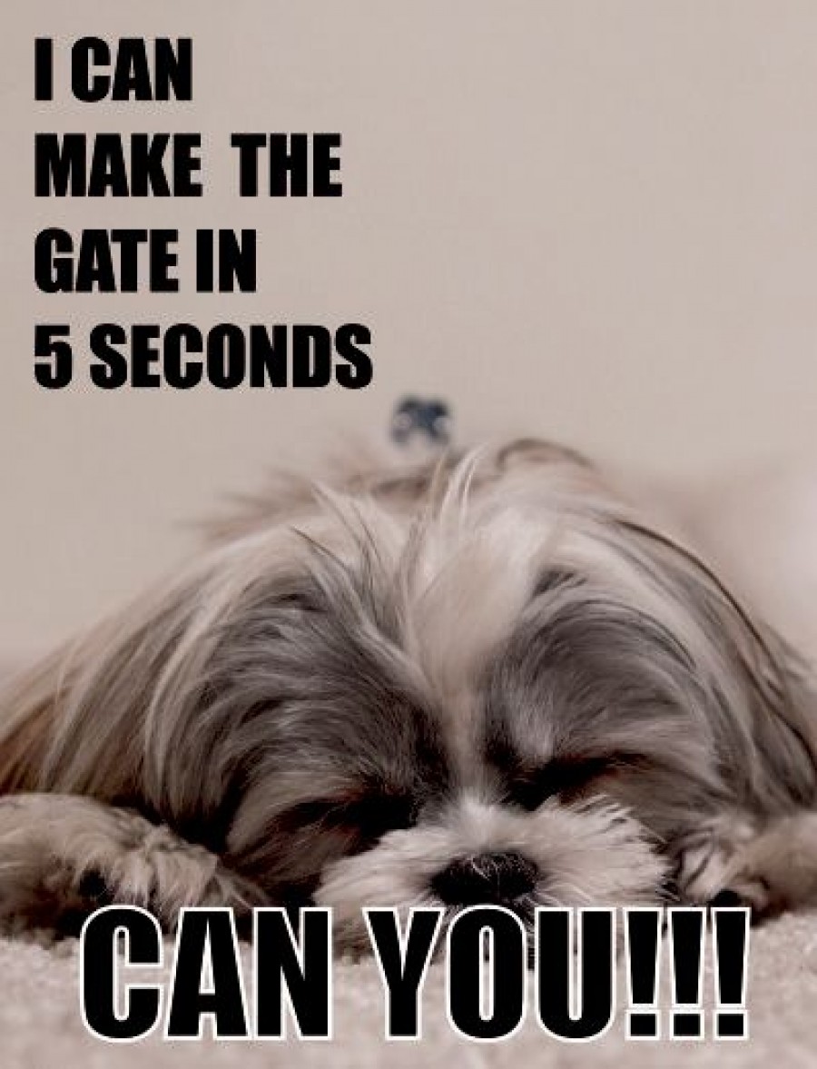 Shih tzu dog I can make the gate in 5 seconds can you