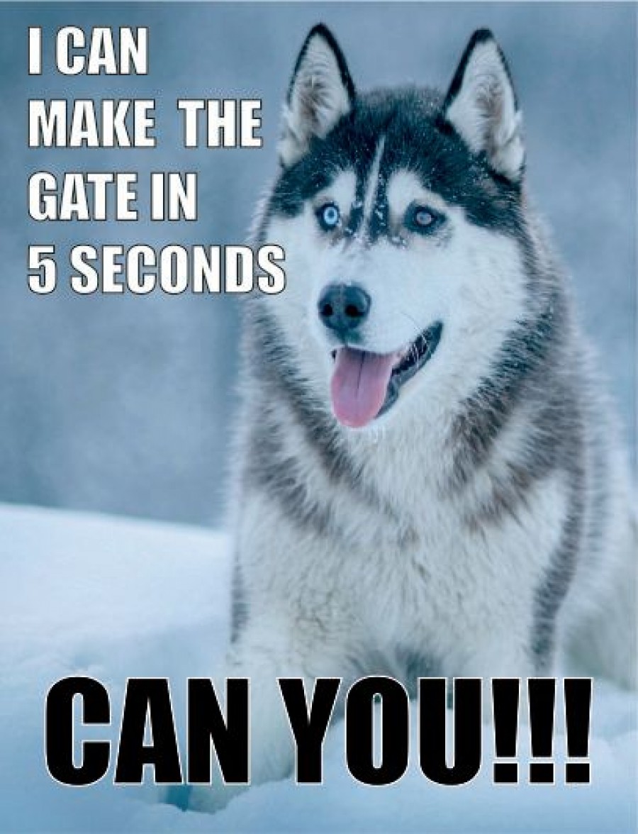 Siberian husky dog I can make the gate in 5 seconds can you