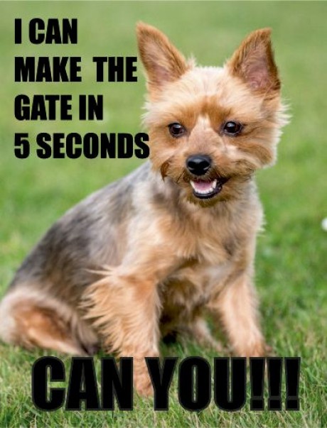 Yorkshire terrier dog I can make the gate in 5 seconds can you